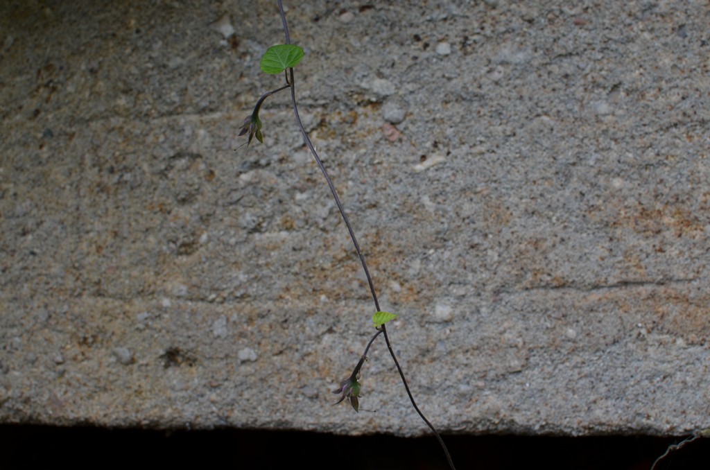 Photo historique (DSC_0033.jpg)