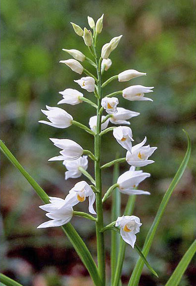 Céphalanthère à longues feuilles