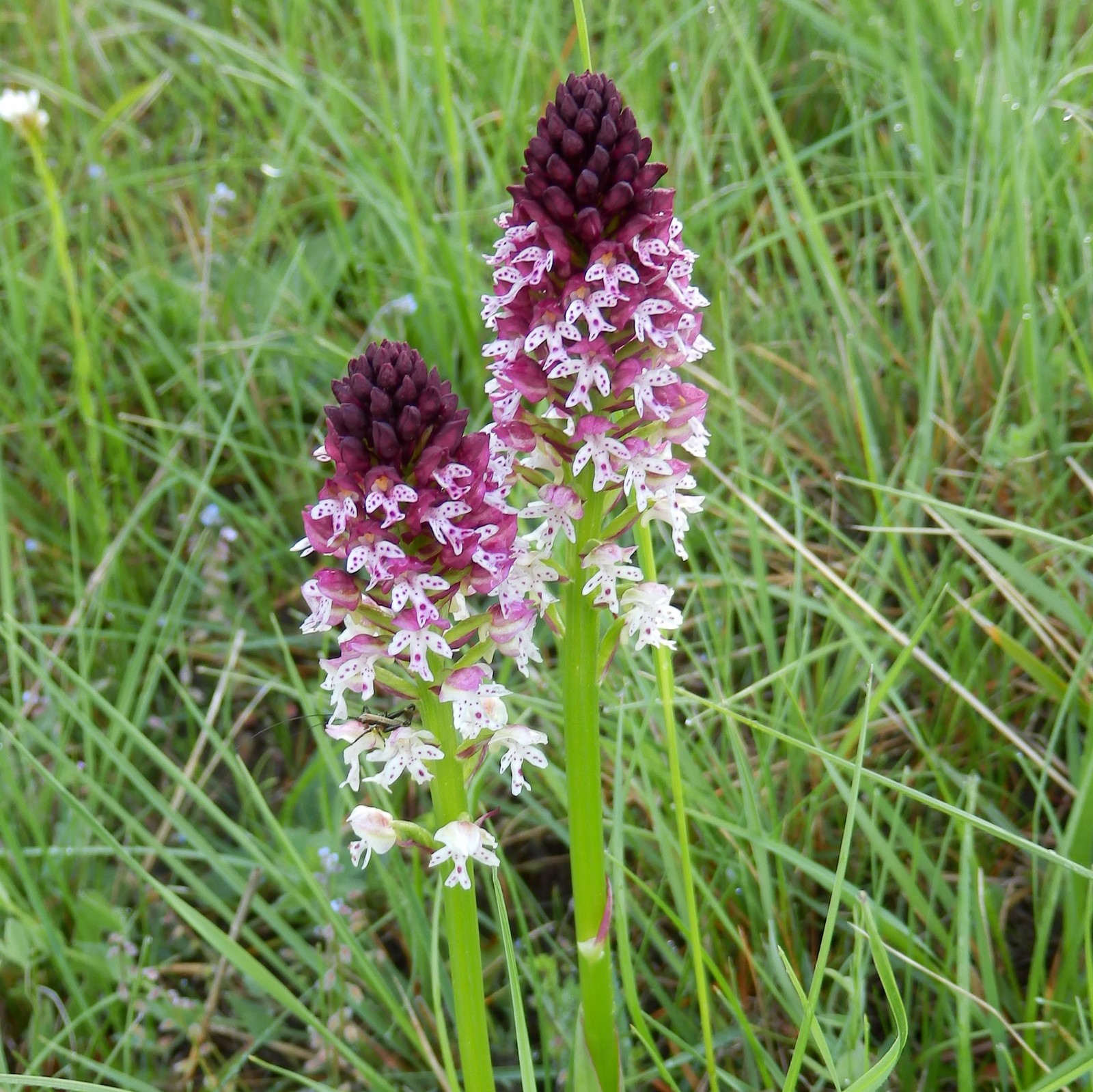 Orchis Brûlé
